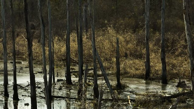 Swamp scene with sunlit reeds and bare trees in Point Remove Wildlife Area, Blackwell AR