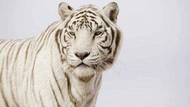 White tiger standing stoicly on blue sky background