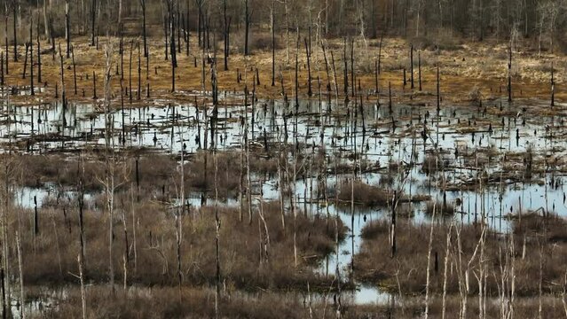 Wetland landscape at Point Remove Wildlife Area, Blackwell, Arkansas, serene and natural