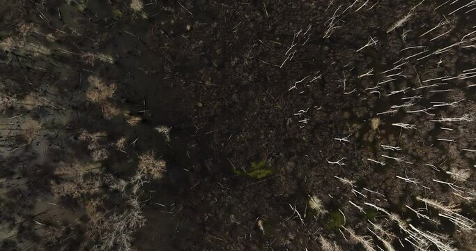 Bare trees in Point Remove Wildlife Area, Blackwell, AR, USA from above, no foliage