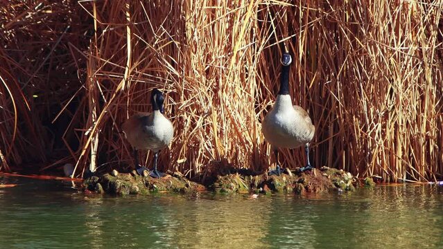 Morning gaggle in southwest  wetlands
