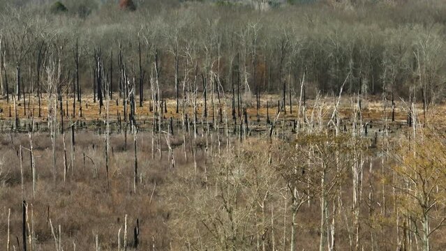 Bare trees in Point Remove Wildlife Area, Blackwell, Arkansas, tranquil nature scene