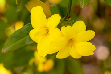 flower of Jasminum Mesnyi called jasmine cultivated in a garden