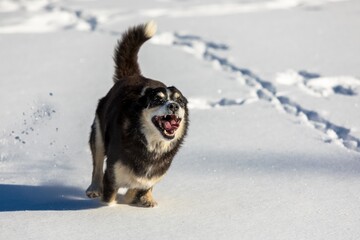 
A lively dog dashes through the snow, leaving behind a trail of paw prints as he frolics in the...