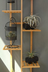 Beautiful bonsai designs for indoor planting - Nageia nagi, Rohdea japonica, Chlorophytum comosum,...