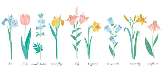 Foto op Plexiglas garden flowers, vector drawing flowering plants at white background, set of floral elements, hand drawn botanical illustration © cat_arch_angel