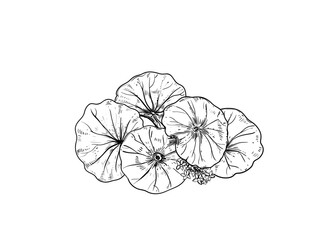 Hand drawn sketch black and white illustration of gotu kola, Centella asiatica, flower, leaf. Vector illustration. Elements in graphic style label, sticker, menu, package. Engraved style.