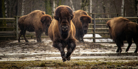 An American Bison Running. © Dead Tree World