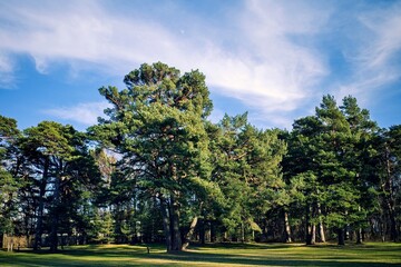 Fototapeta na wymiar A beautiful forest park. Perennial pine trees.