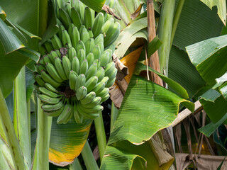 A bunch of unripe green bananas hanging on top of the tree © DS Showcase