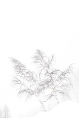 Snow covered trees, fine art photography of birches in the wild Alps