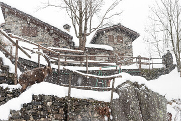 In the mountain village, fine art landscape with Alpine ibex male on the steps (Capra ibex)