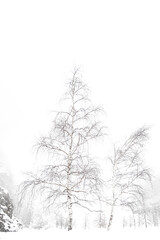 Birches in the snow, fine art photography