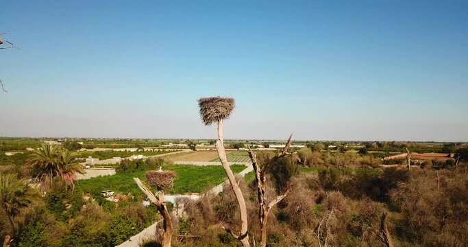 Foliage nest on top of dry tree the Stork bird long leg white feather orange red beak family life in tropical climate in emigration season in Iran Dezful palm tree garden groves farm field iran rural 