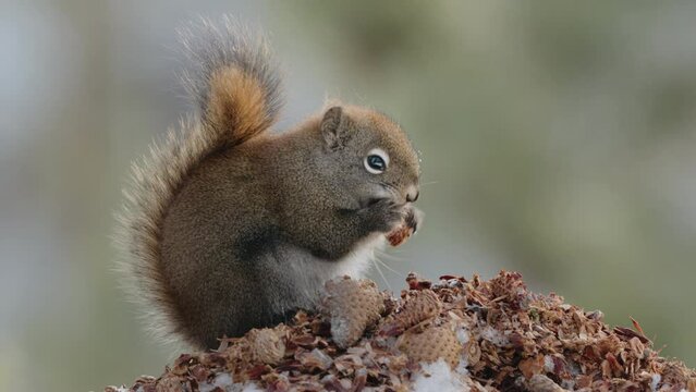 American Red Squirrel Eating Nuts In Yukon, Canada. closeup shot