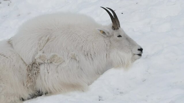 Mountain Goat Resting On Snow In Yukon, Canada. closeup shot