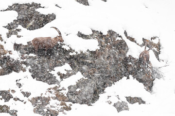 Two ibexes males under snowstorm (Capra ibex) - 747010391