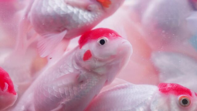 Close-up of a Red Cap Oranda goldfish swimming slowly in the aquarium tank