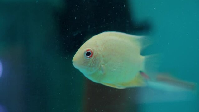 Golden Banded cichlid yellowfish. Swim in aquarium with other species 