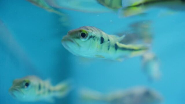 Small young butterfly peacock bass fish swimming in aquarium
