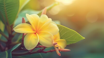 frangipani flower (bunga kamboja) with yellow color is blooming , generative ai
