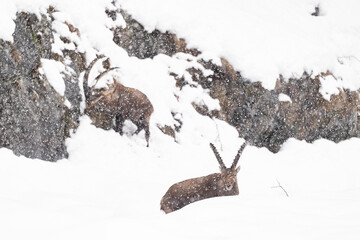 Ibexes males under snowstorm (Capra ibex) - 747011141