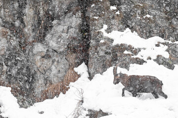 Old ibex male under snowstorm, fine art photography (Capra ibex)