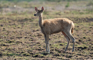 Javan rusa calf, Rusa timorensis in Baluran National Park, East Java, Indonesia