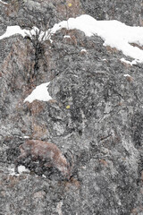 Snowstorm hits Alpine ibex male (Capra ibex) - 747011936
