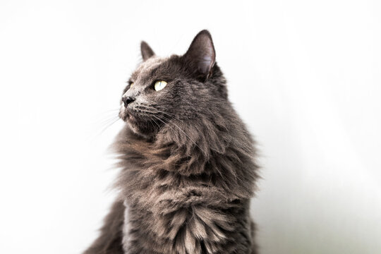 A serious gray fluffy cat sits and looks into the distance.