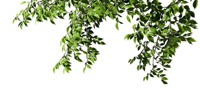 Verdant leafy canopy overhead on transparent backgrounds 3d render png