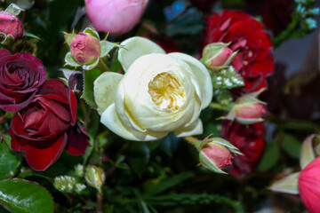 A pink rose in full bloom. Beautiul pink flower in the garden