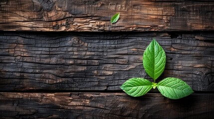 Naklejka premium Vivid green leaves contrast starkly against a deeply charred wooden background, expressing rebirth and resilience