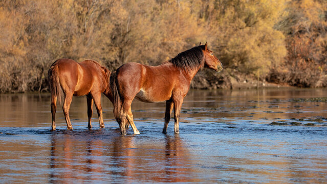 Bay stallions standing in Salt River near Mesa Arizona United States