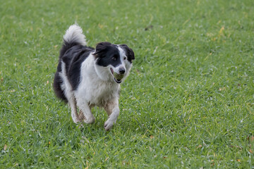 Border Collie Action
