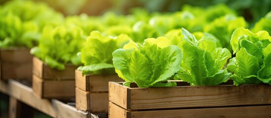 A row of wooden boxes filled with organically grown lettuce leaves, neatly arranged in a greenhouse...
