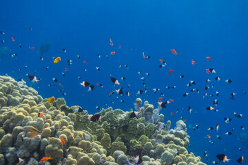 Fototapeta na wymiar thousands of little different fishes over corals during diving