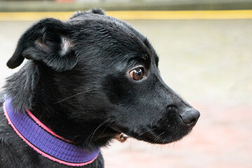 dog portrait