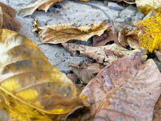 Dry leaves that fall on the rocks