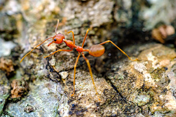 a portrait of red ants walking slowly 