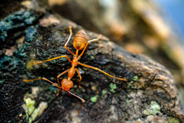 a portrait of red ants walking slowly 