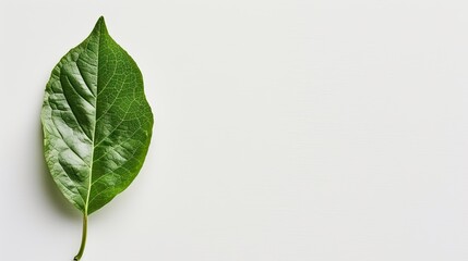 A single detailed green leaf displayed prominent veins on a pure white background