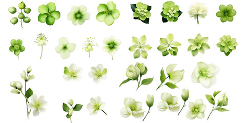 Collection of green flower isolated on a white background as transparent PNG