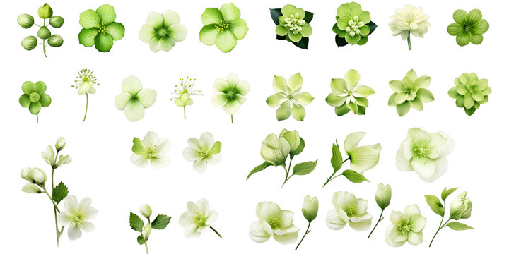 green flower png vector