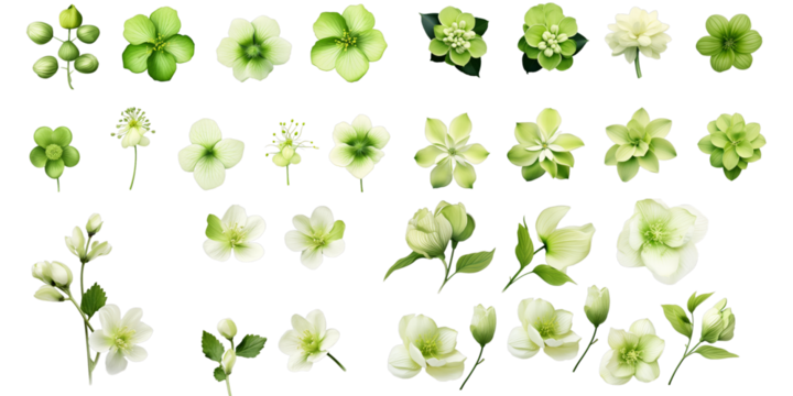 Collection of green flower isolated on a white background as transparent PNG
