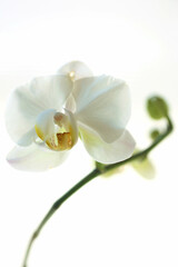 Fototapeta na wymiar 白い胡蝶蘭のクローズアップ