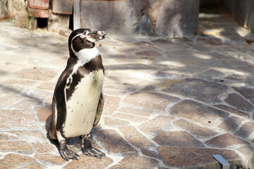 直立する動物園のケープペンギン
