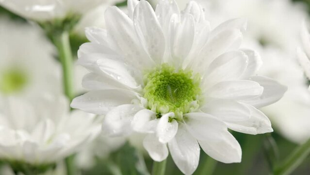 The white chrysanthemums flowers are shaking in the wind in nature with water droplets on the petals.