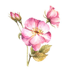 Watercolor pink wild rose hip branch with buds and flowers, dog or brier rose im bloom. Botanical clipart for card, logo, medical label print. Hand drawn floral illustration isolated white background.