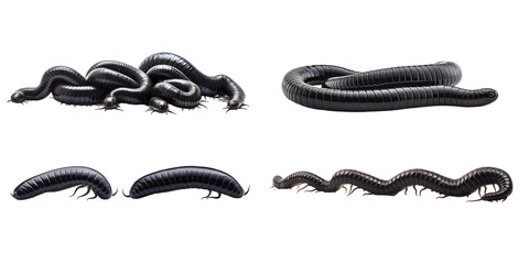 Collection of black worm isolated on a white background as transparent PNG